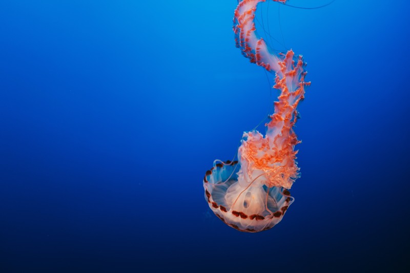 Underwater, Jellyfish, Blue, Animals Wallpaper