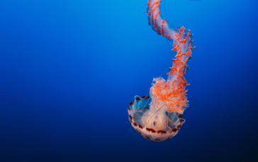 Underwater, Jellyfish, Blue, Animals Wallpaper