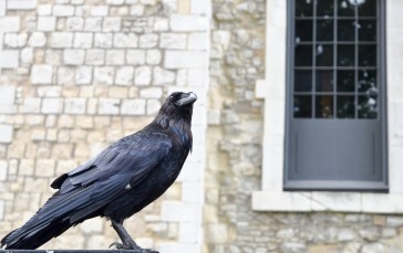 Raven, Feathers, Beak, Walls, Windows, Animals Wallpaper