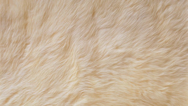 Fur, Abstraction, Texture, Abstract Wallpaper