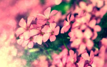 Pink Flowers, Blurry, Bokeh, Petals Wallpaper