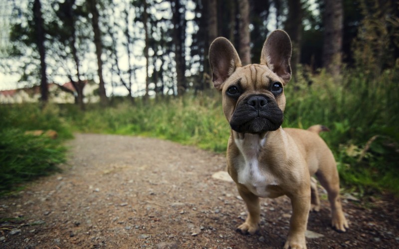 French Bulldog, Looking At Camera, Road, Puppy, Animals Wallpaper
