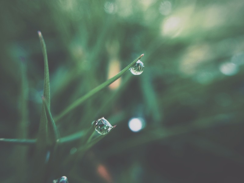 Dew, Plants, Blurred, Nature Wallpaper