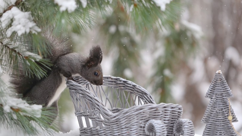 Squirrel, Pine Tree, Fur, Macro, Snow Wallpaper