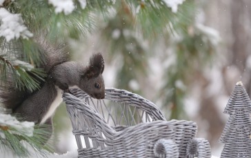 Squirrel, Pine Tree, Fur, Macro, Snow Wallpaper