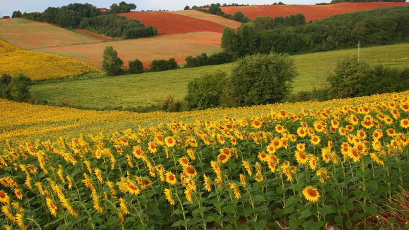 Sunflower Field, Scenery, Bushes, Flowers Wallpaper