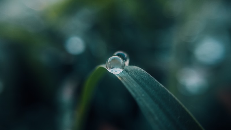 Water Drops, Blurry, Macro, Photography, Nature Wallpaper