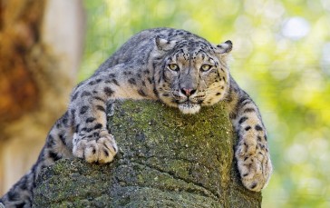 Snow Leopard, Lazy, Bokeh, Predator, Big Cats Wallpaper
