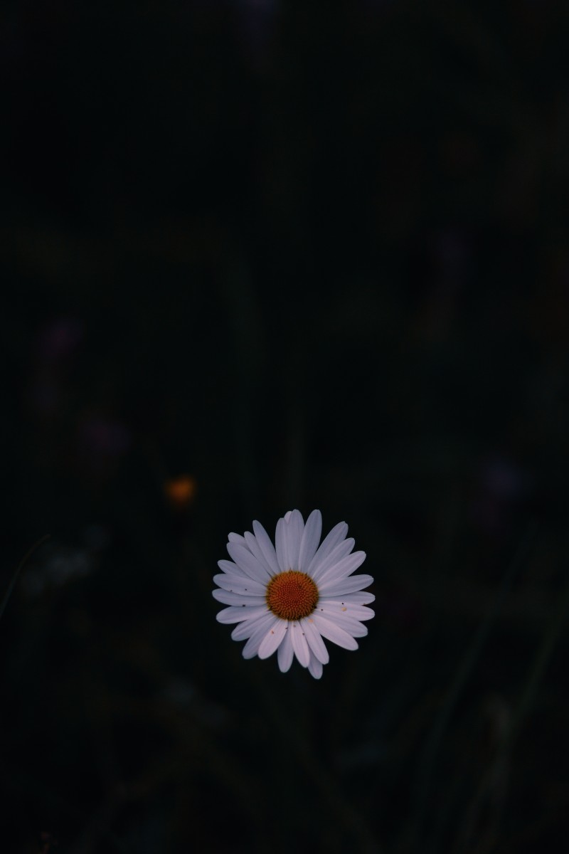 White Daisy, Flower, Petals, Flowers Wallpaper