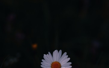 White Daisy, Flower, Petals, Flowers Wallpaper