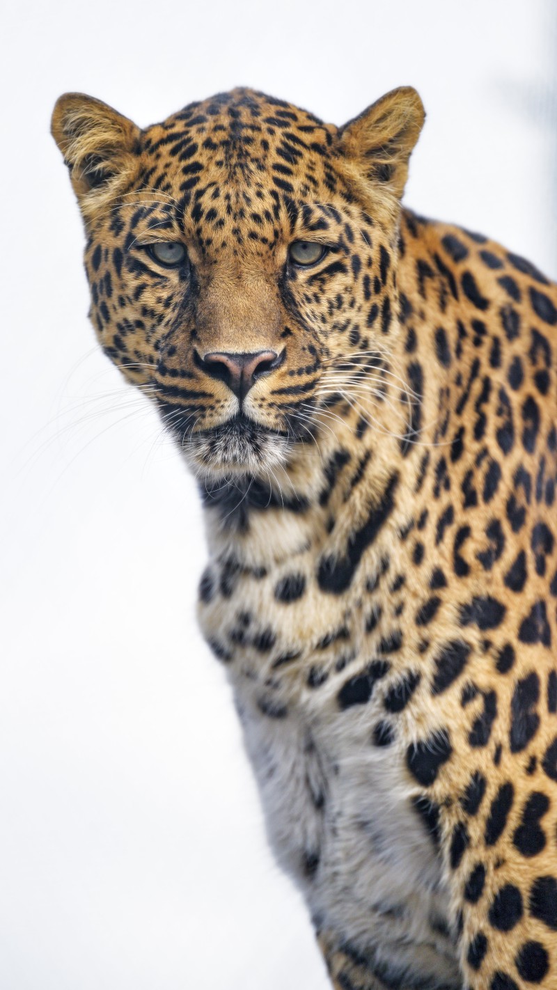 Leopard, Stare, Big Cats, Predator Wallpaper
