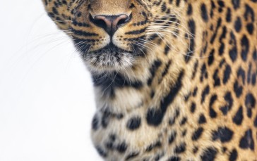 Leopard, Stare, Big Cats, Predator Wallpaper