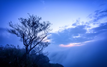 Lonely Tree, Clouds, Sky, Nature Wallpaper