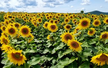 Sunflowers, Flowers, Nature, Field Wallpaper