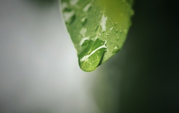 Leaf, Dew, Water Drops, Blurry Wallpaper