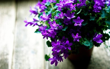 Vase, Purple Flowers, Petals, Fresh, Flowers Wallpaper