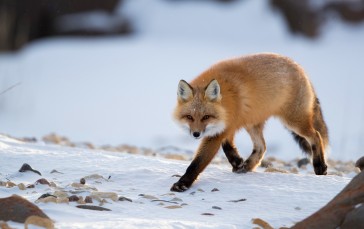 Fox, Predator, Walking, Winter, Snow, Animals Wallpaper