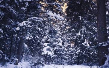 Snow, Scenic, Forest, Trees, Mood Wallpaper