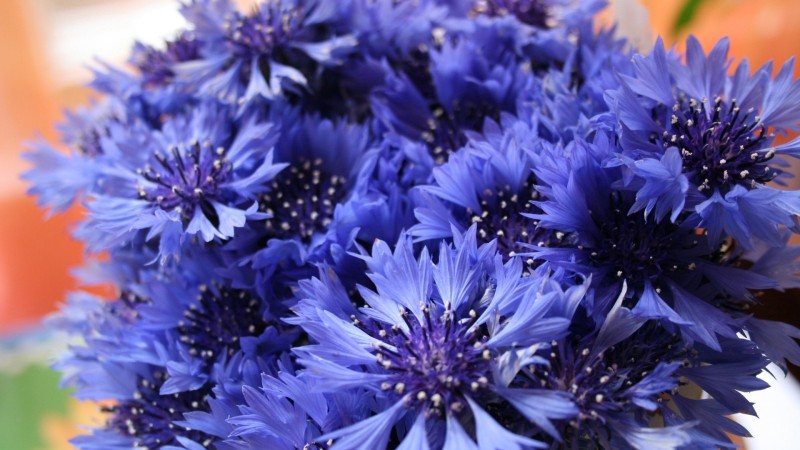 Blue Flowers, Close-up, Bouquet, Flowers Wallpaper