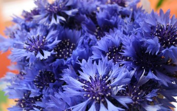 Blue Flowers, Close-up, Bouquet, Flowers Wallpaper