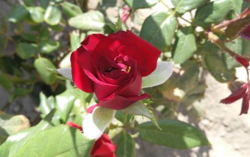 Red Rose, Leaves, Close-up, Flowers Wallpaper