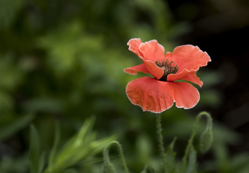 Red Poppy, Close-up, Leaves, Petals, Bud, Flowers Wallpaper