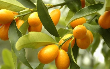 Kumquat, Citrus, Fruits, Tree, Food Wallpaper