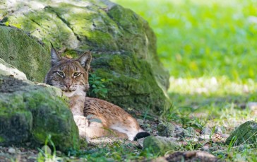 Lynx, Wild Cats, Predator, Stare, Rocks Wallpaper