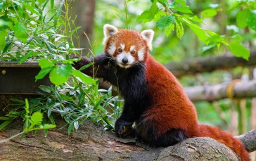 Red Panda, Cute, Leaves, Stare, Wild Wallpaper