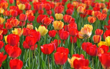 Tulip Garden, Red And Yellow, Spring, Flowers Wallpaper