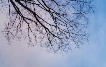 Branch, Clear Sky, Sky, Minimalism Wallpaper