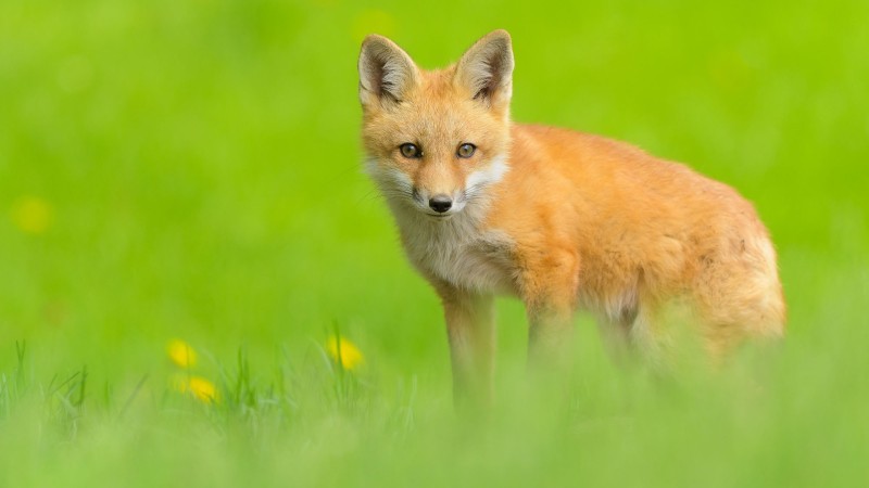 Fox, Cute, Predator, Wildlife, Grass, Field Wallpaper