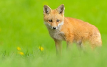 Fox, Cute, Predator, Wildlife, Grass, Field Wallpaper