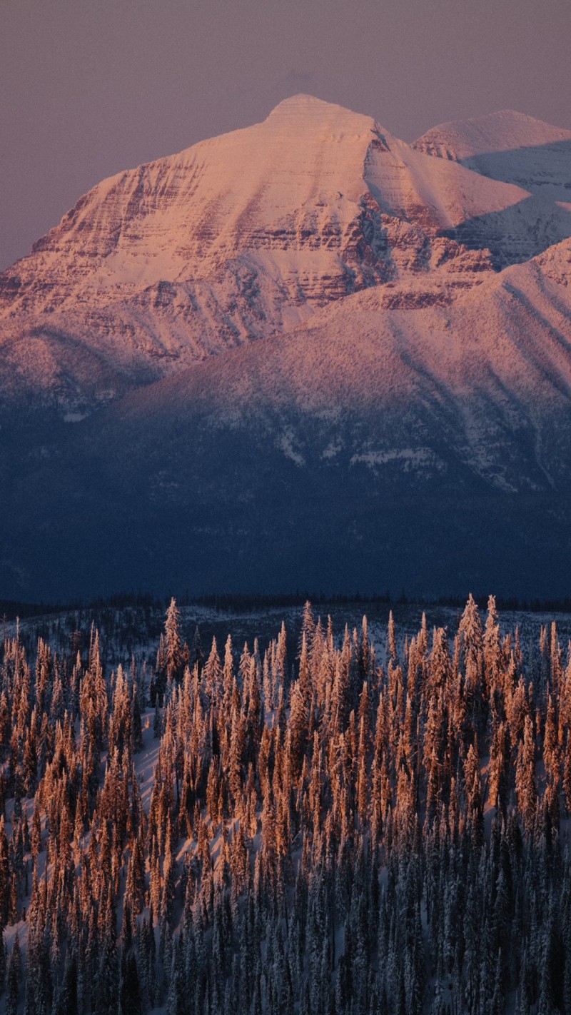 Mountains, Landscape, Snowy Mountain, Pine Trees Wallpaper