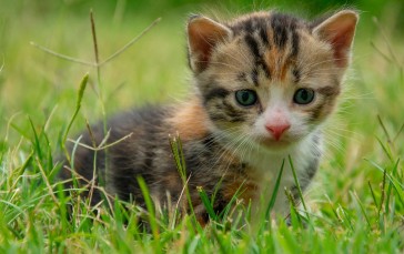 Cute Kitten, Grass, Plants, Close-up, Blurry Wallpaper