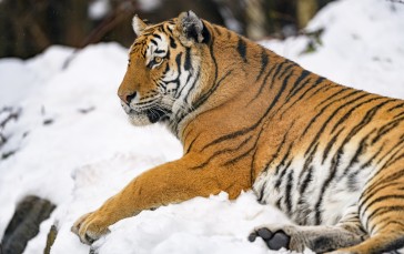 Tiger, Stripes, Wildlife, Predator, Big Cats Wallpaper