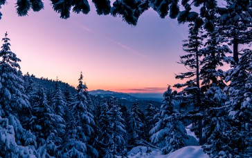 Winter, Snow, Cold, Forest, Sunset Wallpaper