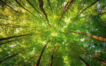 Trees, Green Leaves, Worm_s Eye View, Nature Wallpaper