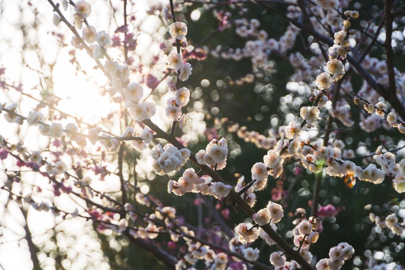 Spring, Peach Blossom, Sunlight, Flowers, Nature Wallpaper
