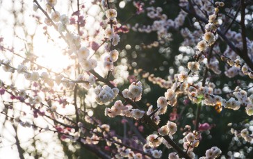 Spring, Peach Blossom, Sunlight, Flowers, Nature Wallpaper