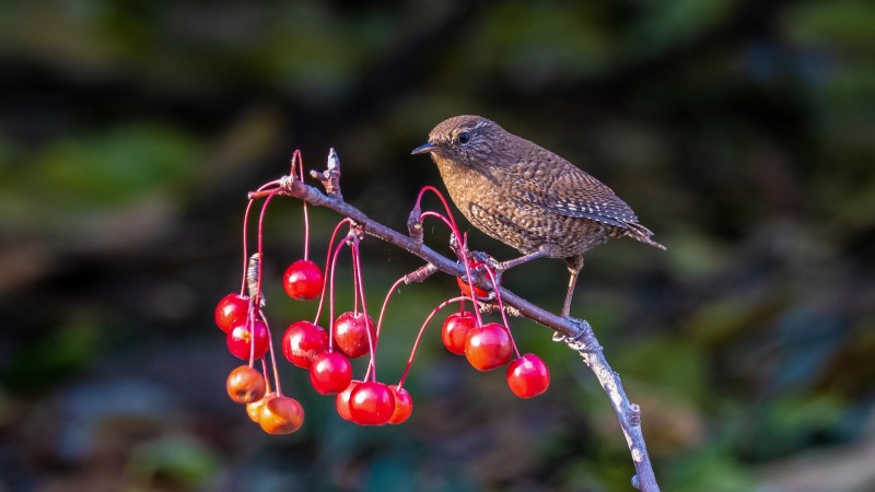 Sparrow, Red Berries, Branch, Wild, Animals Wallpaper