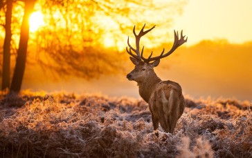 Deer, Sunrise, Scenery, Plants Wallpaper