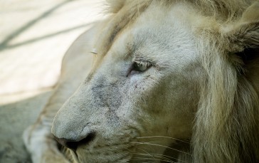 White Lion, Malaysia, Sadness, Predator, Big Cats Wallpaper