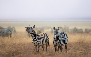 Zebra, Wildlife, Savanna, Animals Wallpaper