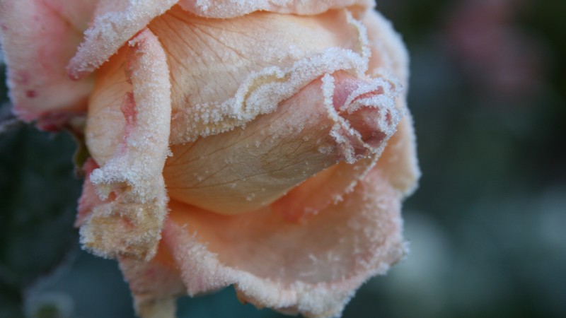 Pink Frozen Rose, Close-up, Winter, Flowers Wallpaper