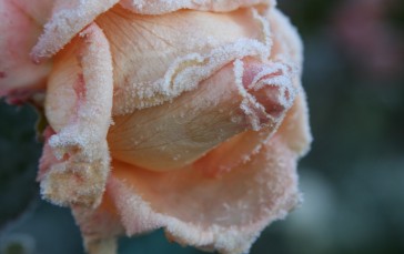 Pink Frozen Rose, Close-up, Winter, Flowers Wallpaper