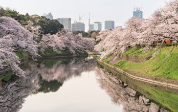 Sakura Blossom, River, Cityscape, Urban Wallpaper
