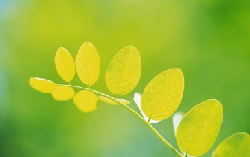 Leaves, Spring, Blurry, Nature Wallpaper