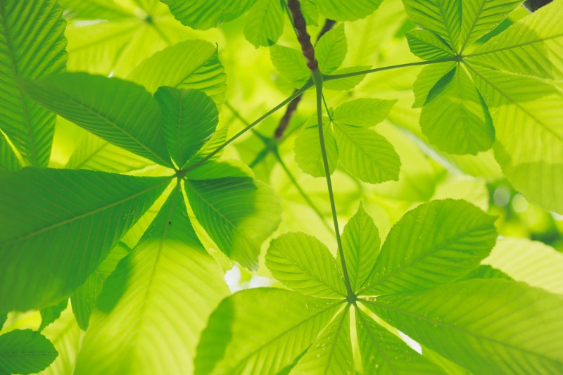 Green Leaves, Close-up, Shiny, Nature Wallpaper