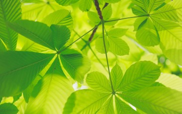 Green Leaves, Close-up, Shiny, Nature Wallpaper
